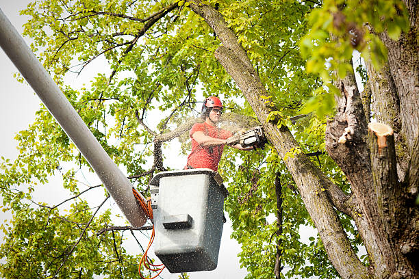 How Our Tree Care Process Works  in  Millington, TN